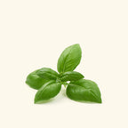 Basil Fragrance Oil