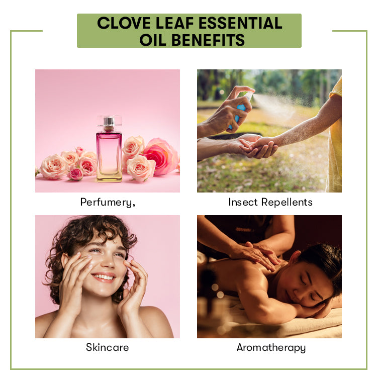 Benefits Clove Leaf Essential Oil