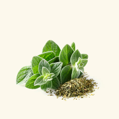 Oregano Essential Oil
