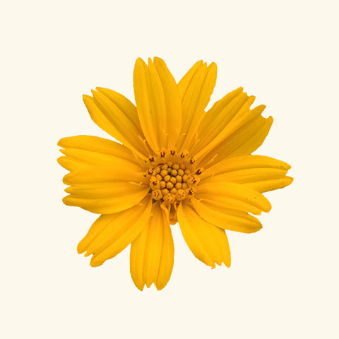 Black Musk Fragrance Oil