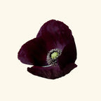 Black Opium Fragrance Oil