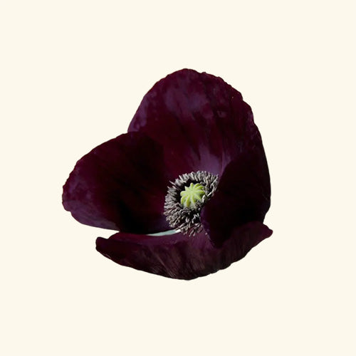 Black Opium Fragrance Oil