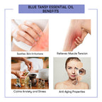 Blue Tansy Essential Oils Benefits