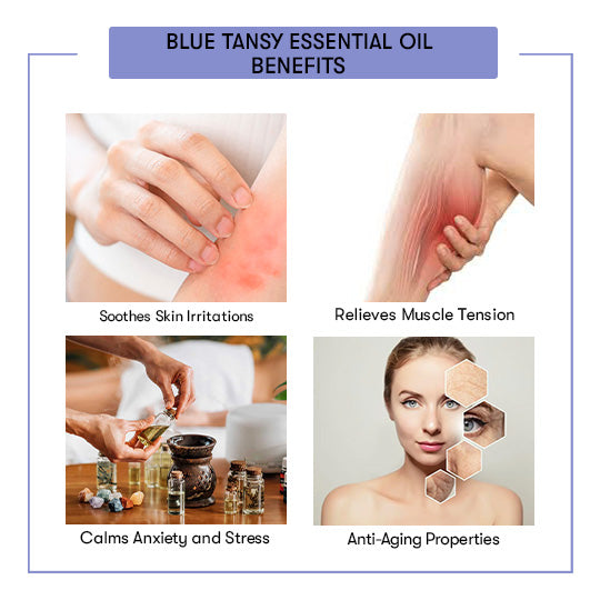 Blue Tansy Essential Oils Benefits