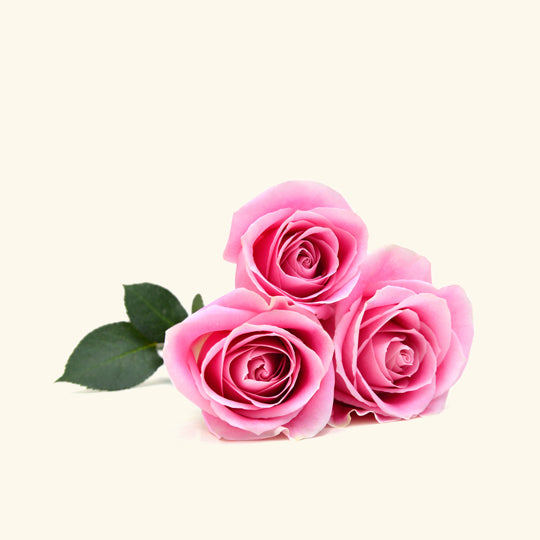 British Tea Rose Fragrance Oil