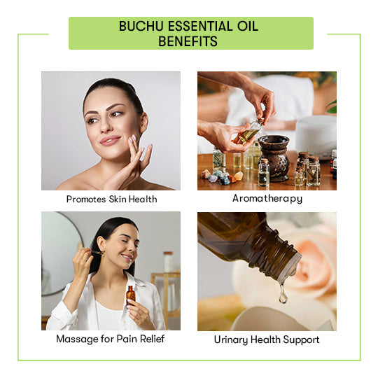 Buchu Essential Oil Benefits