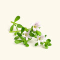 Buy Brahmi Oil