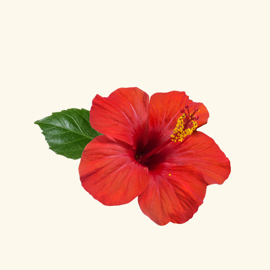 Buy Hibiscus Hydrosol