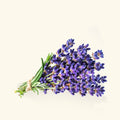 Buy Lavender Hydrosol