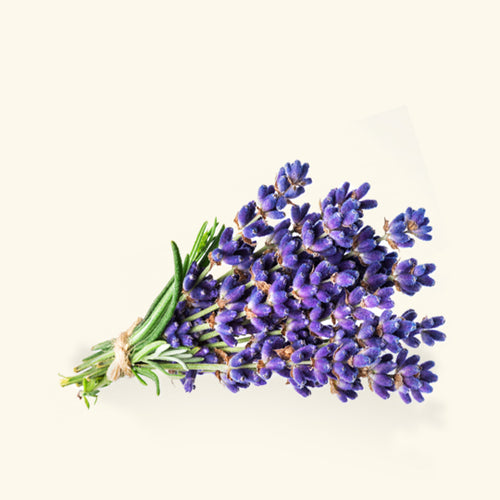 Buy Lavender Hydrosol