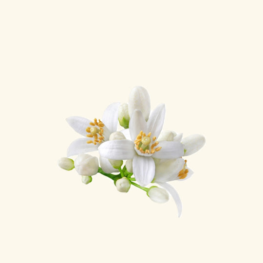 Buy Neroli Hydrosol Online 