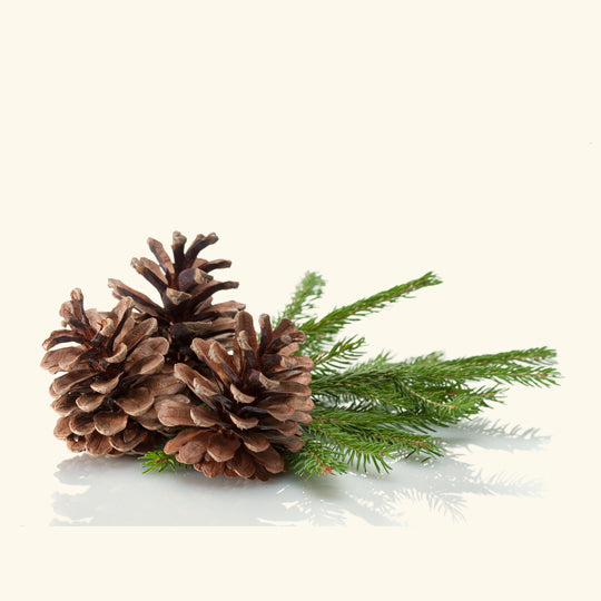 Buy Pine Needle Oil
