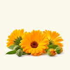Calendula Fragrance Oil