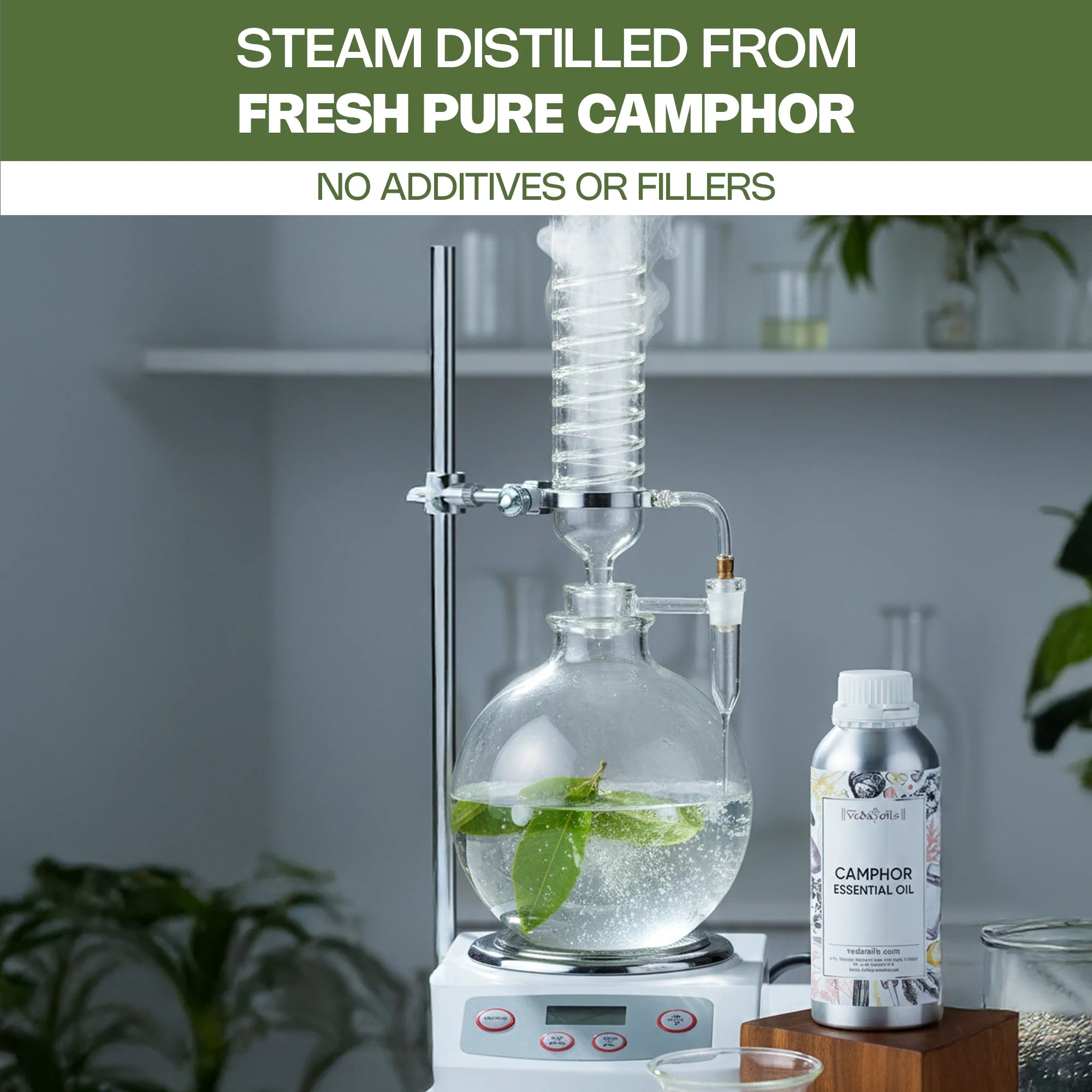 Camphor Essential Oil No Additives