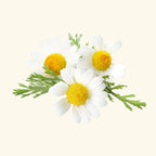 Chamomile Flavor Oil