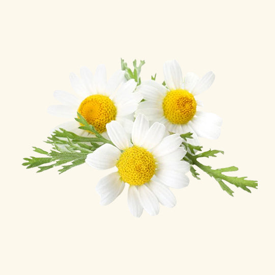 Chamomile Flavor Oil
