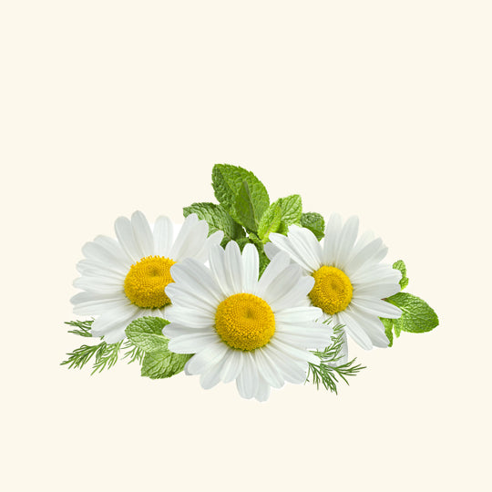Chamomile Hydrosol
