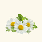 Chamomile Hydrosol