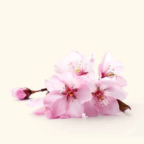 Cherry Blossom Fragrance Oil