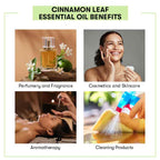 Cinnamon Leaf Essential Oil Benefits