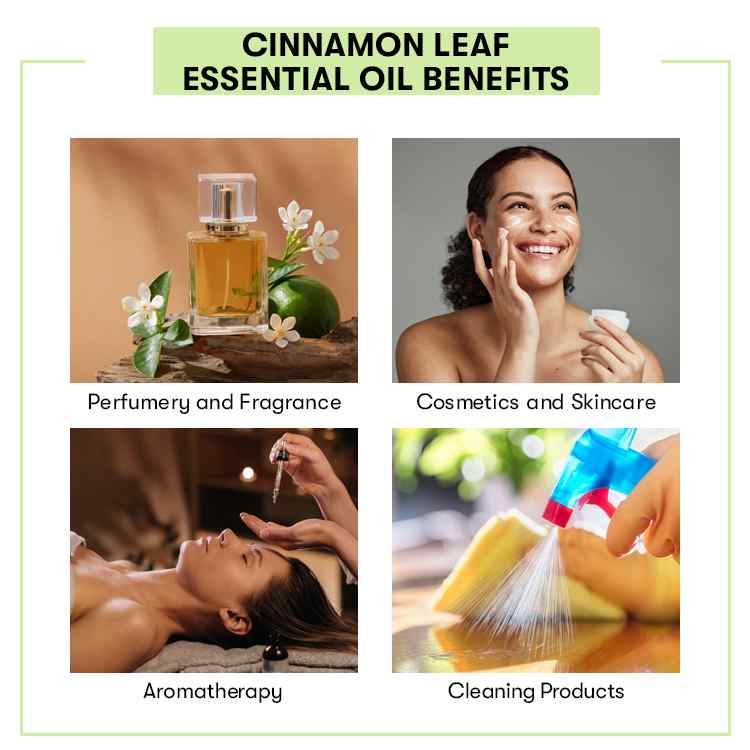 Cinnamon Leaf Essential Oil Benefits