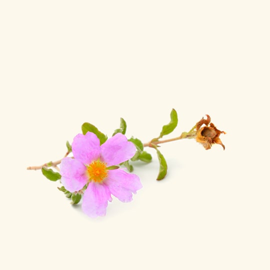 Cistus Essential Oil