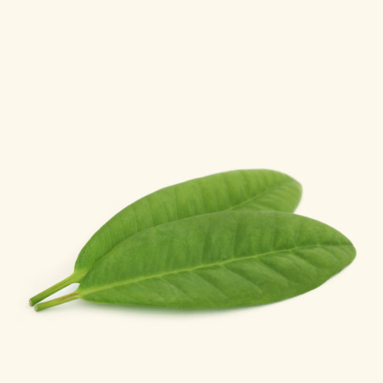 Clove Leaf Essential Oil