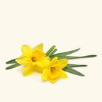 Daffodil Fragrance Oil