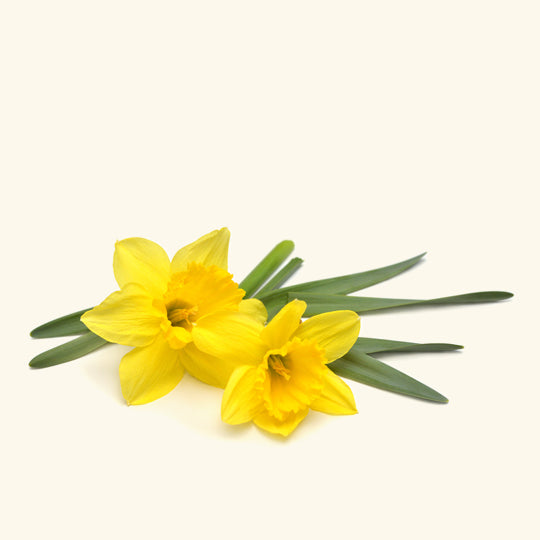 Daffodil Fragrance Oil