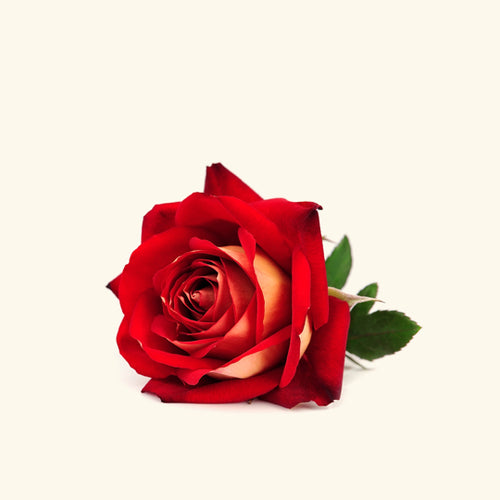 Royal Rose Fragrance Oil