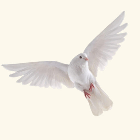 Dove Fragrance Oil