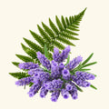 Drakkaris Fragrance Oil