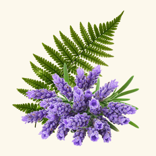 Drakkaris Fragrance Oil
