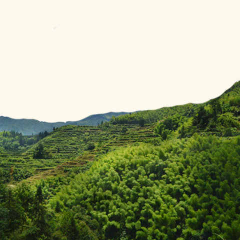 Evergreen Forest Fragrance Oil