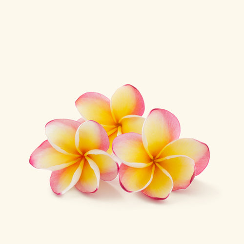 Frangipani Essential Oil