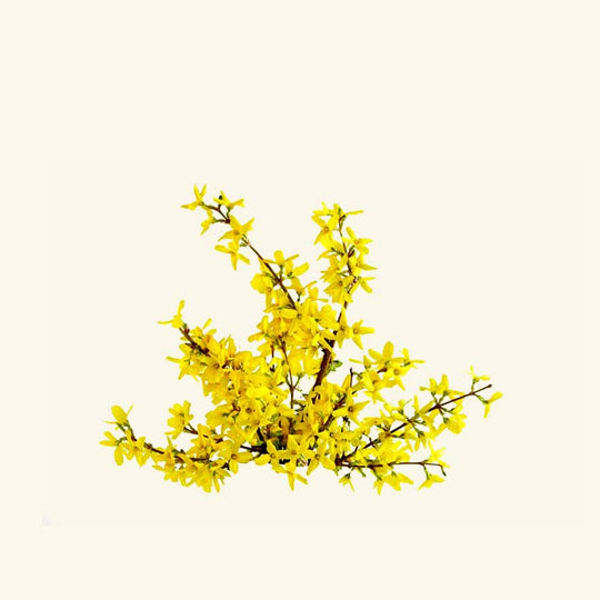 Galbanum Essential Oil