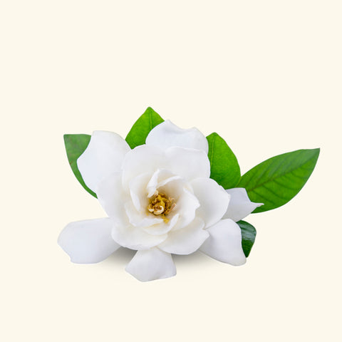 Gardenia Fragrance Oil