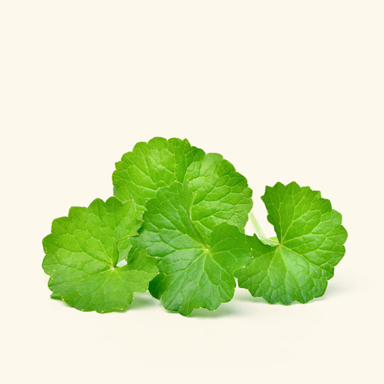 Gotu Kola Liquid Extract