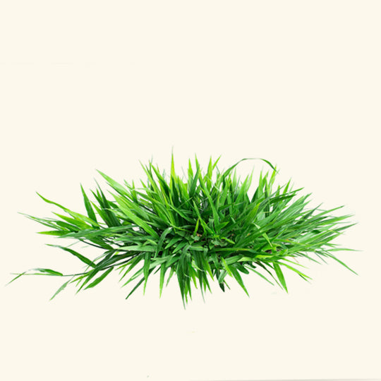 Green Lush Fragrance Oil
