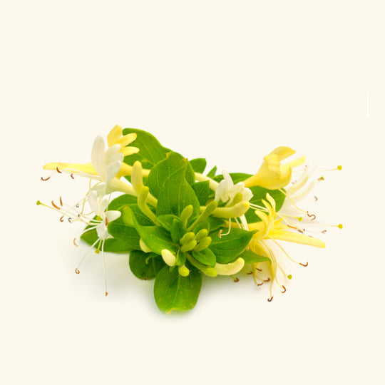 Honeysuckle Essential Oil