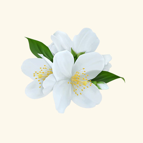 Jasmine Liquid Extract