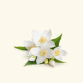 Jasmine Fragrance Oil