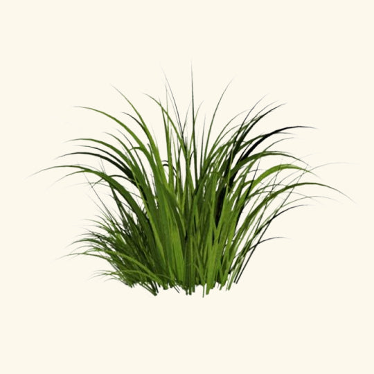 Khus Flavor Oil