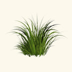 Khus Flavor Oil