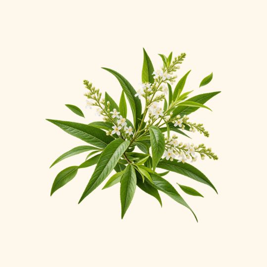 Lemon Verbena Fragrance Oil