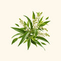 Lemon Verbena Fragrance Oil