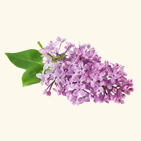 Lilac & Lilies Fragrance Oil