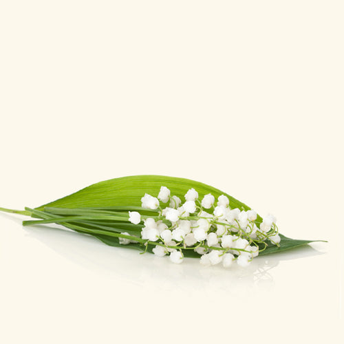Lily of The Valley Fragrance Oil