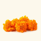Marigold Fragrance Oil