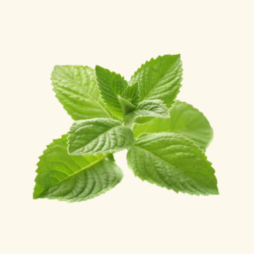 Menthol Flavor Oil